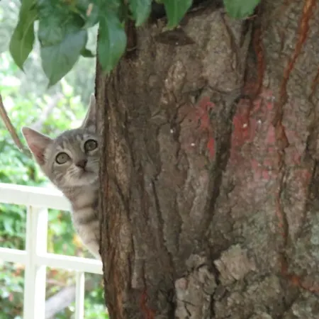 Casa Ubaga * Borghetto d'Arroscia