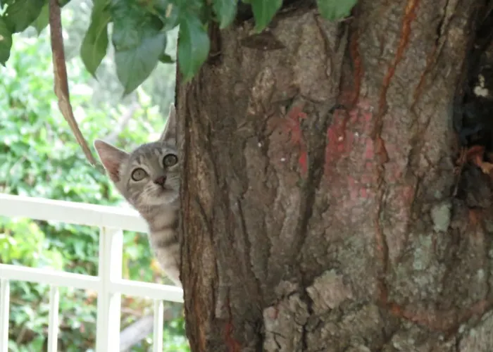 Casa Ubaga * Borghetto d'Arroscia